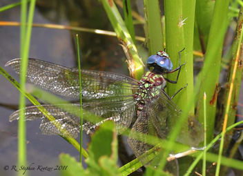 Coryphaeschna ingens, female